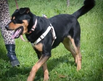 Calvin,, male young Mixed Breed for adoption at Casa Animales, Gutach