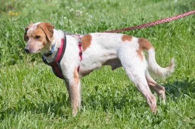 Amigo, male Mixed Breed for adoption at Casa Animales, Gutach