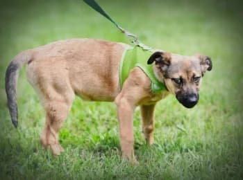 Alva, Mixed Breed (Casa Animales)