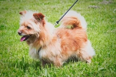 Andre, male 3yo Mixed Breed for adoption at Casa Animales, Gutach