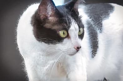 Clara, female mixed breed for adoption at Casa Animales, Gutach