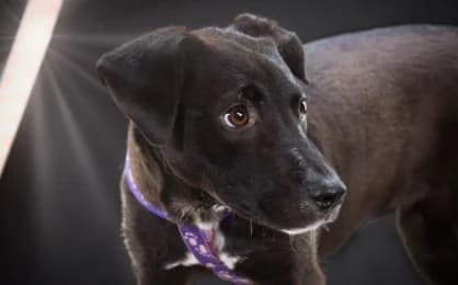 Acasia, Casia, Casio, female Mixed Breed for adoption at Casa Animales, Gutach