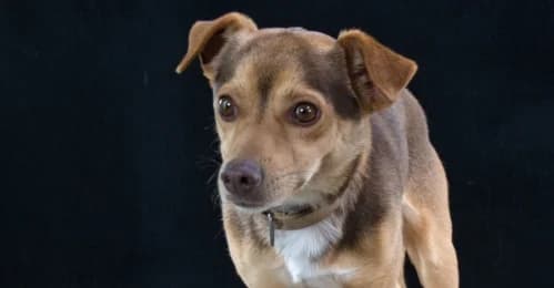 Anton, male Mixed Breed for adoption at Casa Animales, Gutach