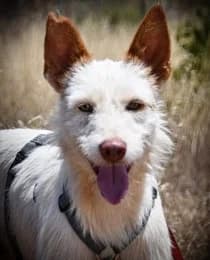 Casper, male mixed breed for adoption at Casa Animales, Gutach