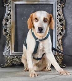Capper, male young mixed breed for adoption at Casa Animales, Gutach