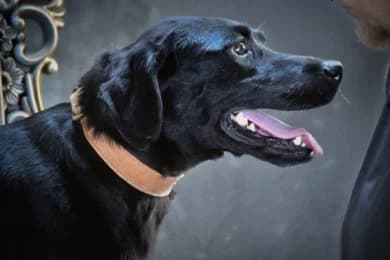 Bruno, male 4yo Labrador Retriever for adoption at Casa Animales, Gutach