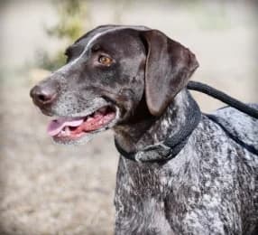 Amalia, female 3yo German Shorthaired Pointer for adoption at Casa Animales, Gutach