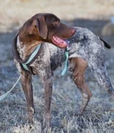Amanda, female young German Shorthaired Pointer for adoption at Casa Animales, Gutach
