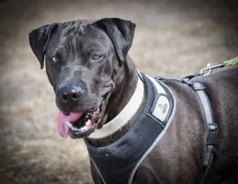 Anabela, female Shar Pei for adoption at Casa Animales, Gutach