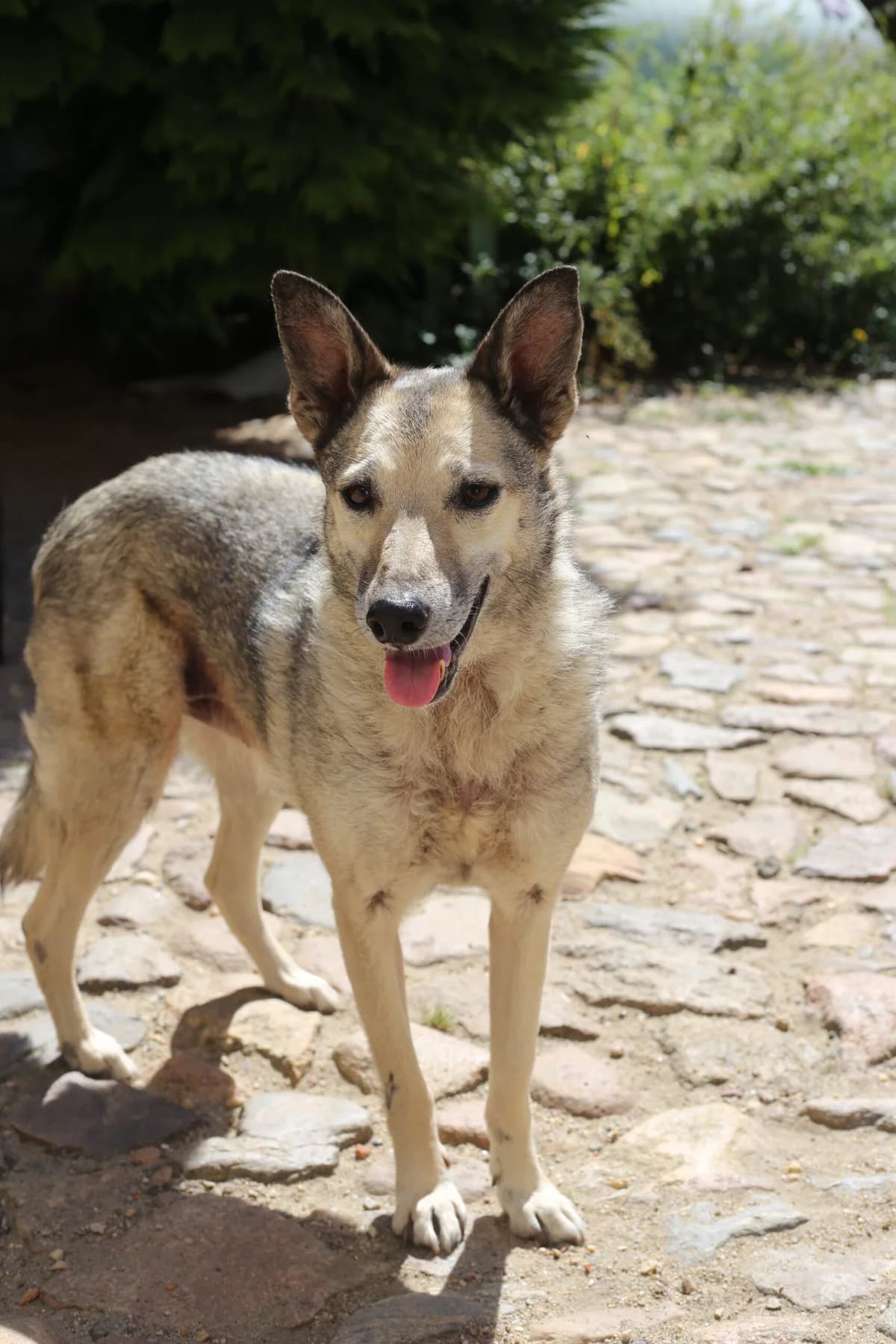 LUCIA, female senior Mixed Breed for adoption at CatDog e.V., Berlin