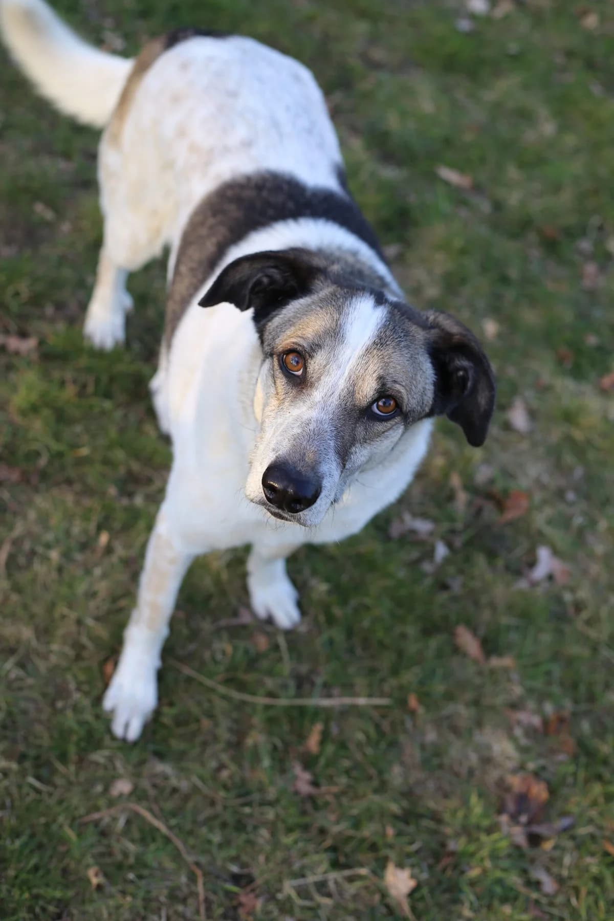 REX, male 6yo Mixed Breed for adoption at CatDog e.V., Berlin