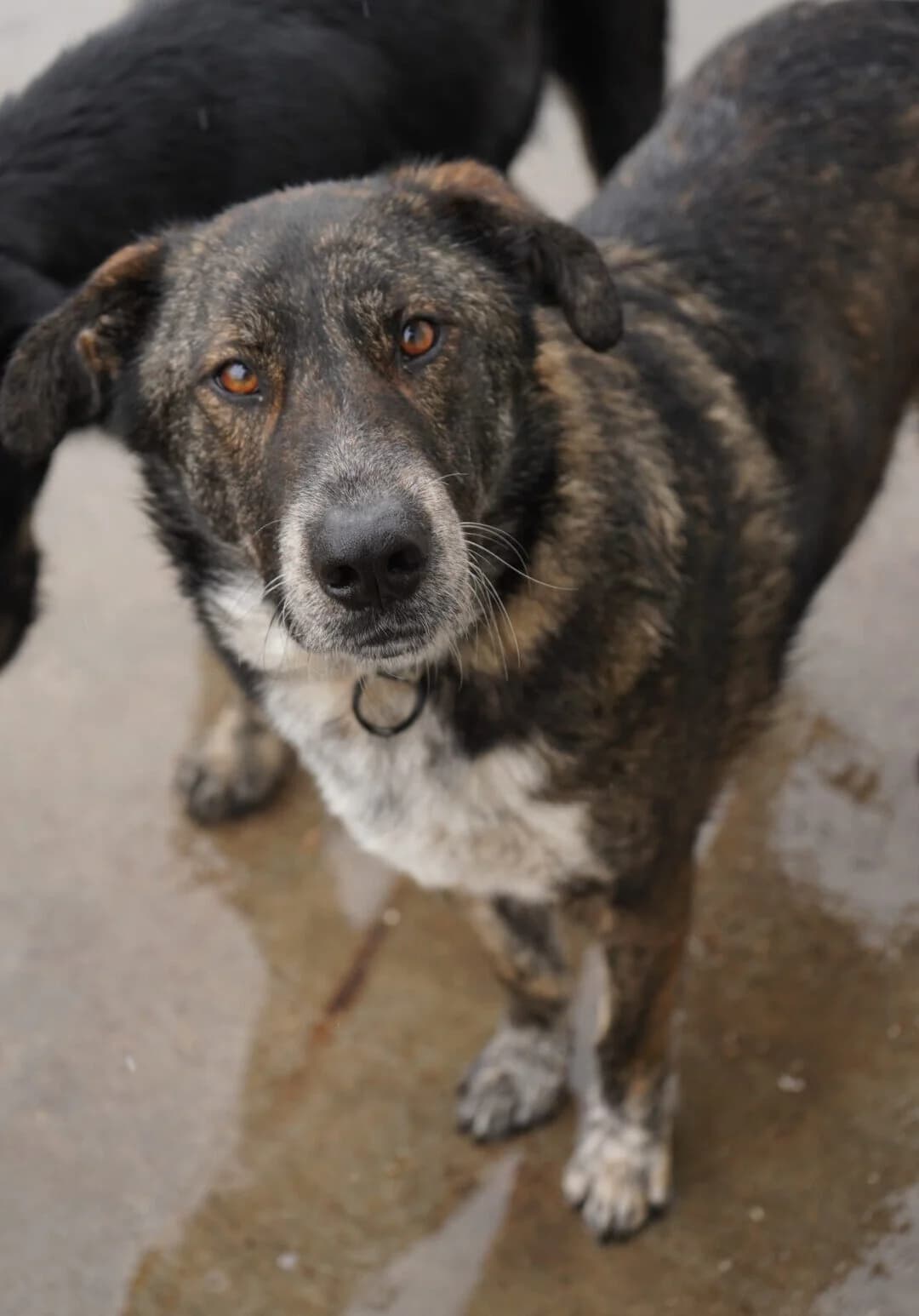 RUDY, male 4yo Mixed Breed for adoption at CatDog e.V., Berlin