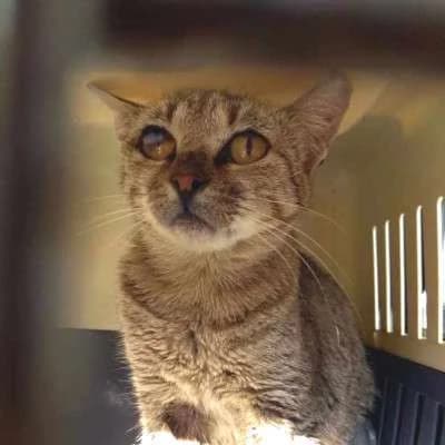 MILANA, female 6yo mixed breed for adoption at Cats at Andros e.V., Germany