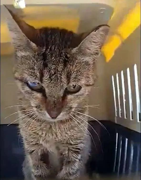 MILANA, female mixed breed for adoption at Cats at Andros e.V., Germany — photo 3 of 3