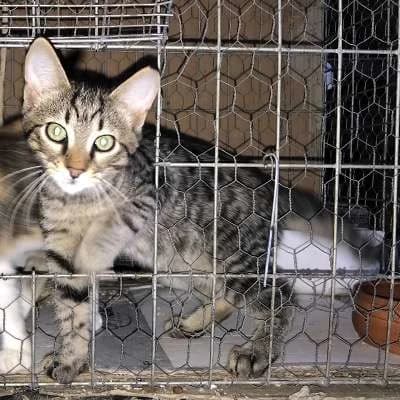 MAGE&Iacute;A, male mixed breed for adoption at Cats at Andros e.V., Germany