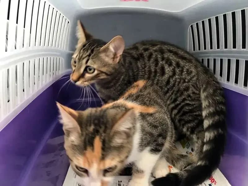 MAGE&Iacute;A, male mixed breed for adoption at Cats at Andros e.V., Germany — photo 2 of 6