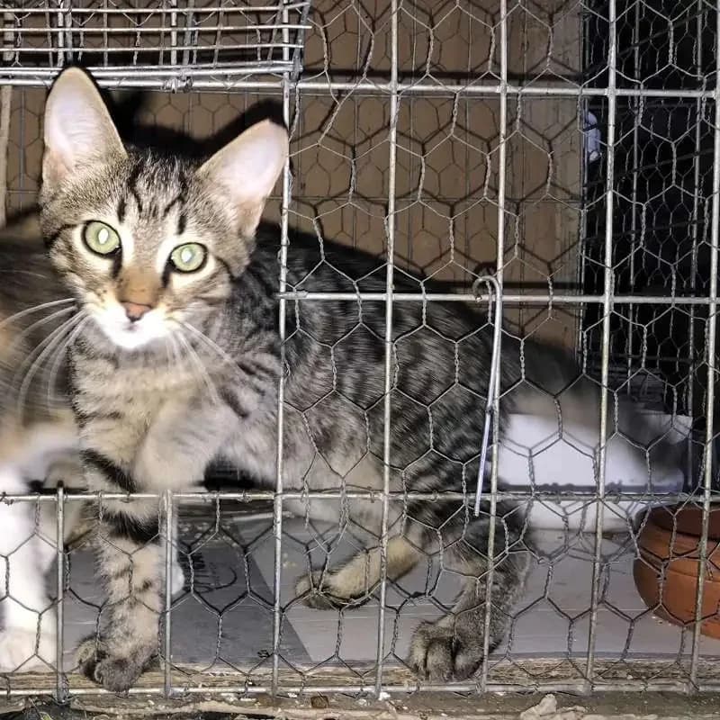 MAGE&Iacute;A, male mixed breed for adoption at Cats at Andros e.V., Germany — photo 3 of 6