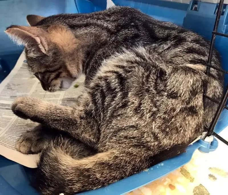 MAGE&Iacute;A, male mixed breed for adoption at Cats at Andros e.V., Germany — photo 4 of 6