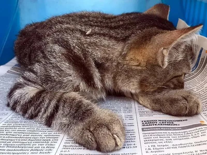 MAGE&Iacute;A, male mixed breed for adoption at Cats at Andros e.V., Germany — photo 5 of 6