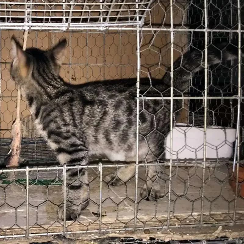 MAGE&Iacute;A, male mixed breed for adoption at Cats at Andros e.V., Germany — photo 6 of 6