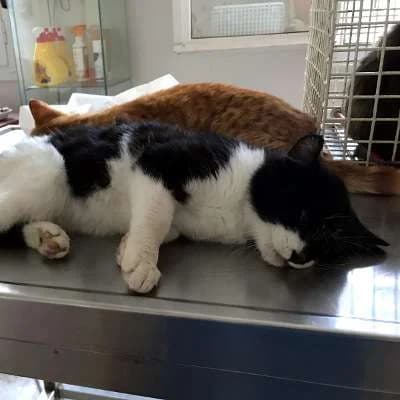 CALIMERO, male 6yo mixed breed for adoption at Cats at Andros e.V., Germany