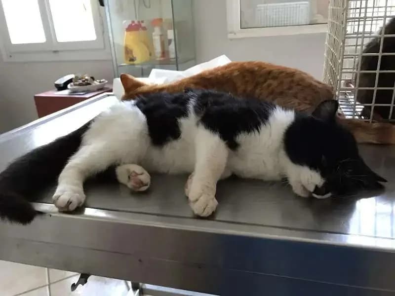 CALIMERO, male mixed breed for adoption at Cats at Andros e.V., Germany — photo 2 of 4