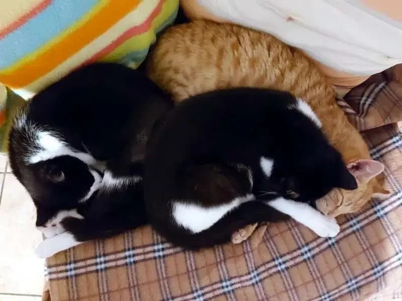 CALIMERO, male mixed breed for adoption at Cats at Andros e.V., Germany — photo 4 of 4