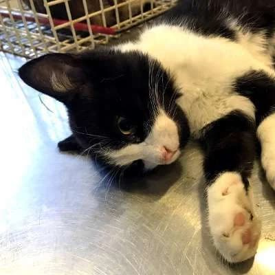 EMMA, female mixed breed for adoption at Cats at Andros e.V., Germany