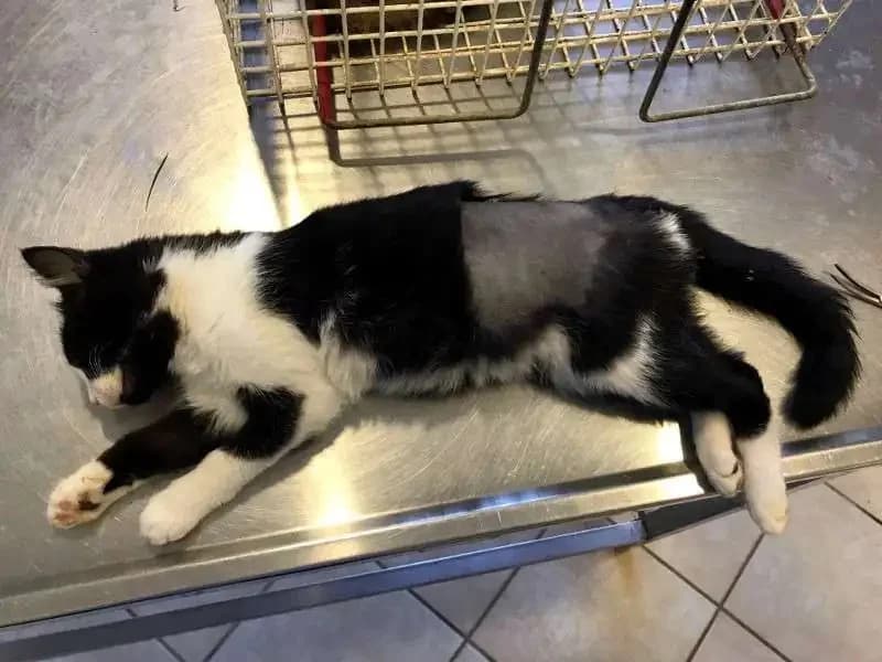 EMMA, female mixed breed for adoption at Cats at Andros e.V., Germany — photo 2 of 5