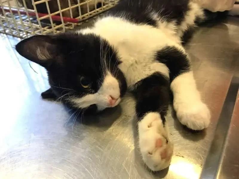 EMMA, female mixed breed for adoption at Cats at Andros e.V., Germany — photo 3 of 5