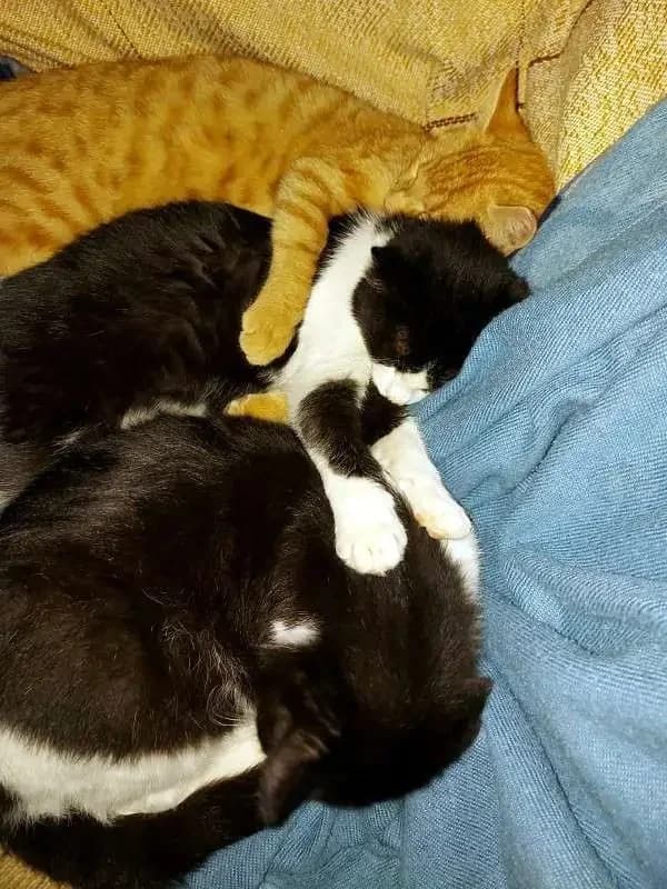 EMMA, female mixed breed for adoption at Cats at Andros e.V., Germany — photo 4 of 5