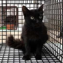 NIA, female mixed breed for adoption at Cats at Andros e.V., Germany