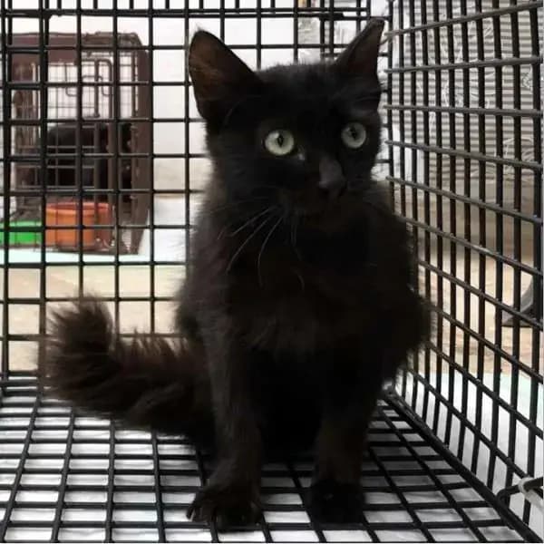 NIA, female mixed breed for adoption at Cats at Andros e.V., Germany — photo 2 of 2