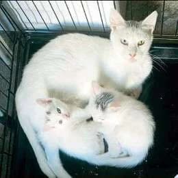 ZIGGY, female mixed breed for adoption at Cats at Andros e.V., Germany