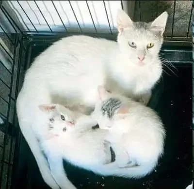 ZIGGY, female mixed breed for adoption at Cats at Andros e.V., Germany — photo 2 of 2