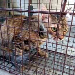 FOXY, female 5yo mixed breed for adoption at Cats at Andros e.V., Germany