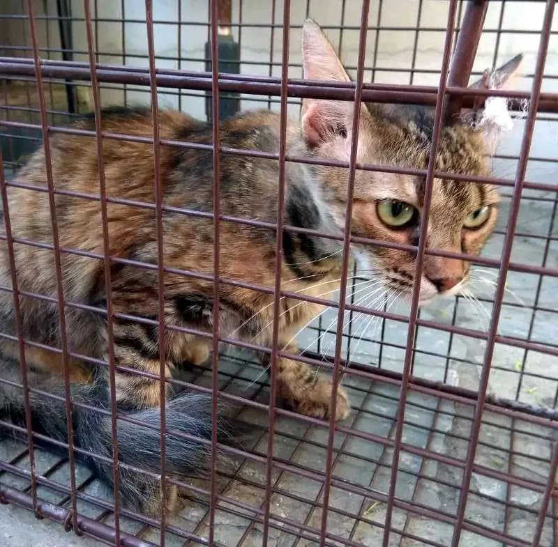 FOXY, female mixed breed for adoption at Cats at Andros e.V., Germany — photo 2 of 3