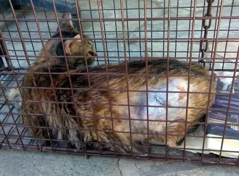 FOXY, female mixed breed for adoption at Cats at Andros e.V., Germany — photo 3 of 3