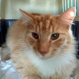 AGR&Oacute;TIS, male mixed breed for adoption at Cats at Andros e.V., Germany