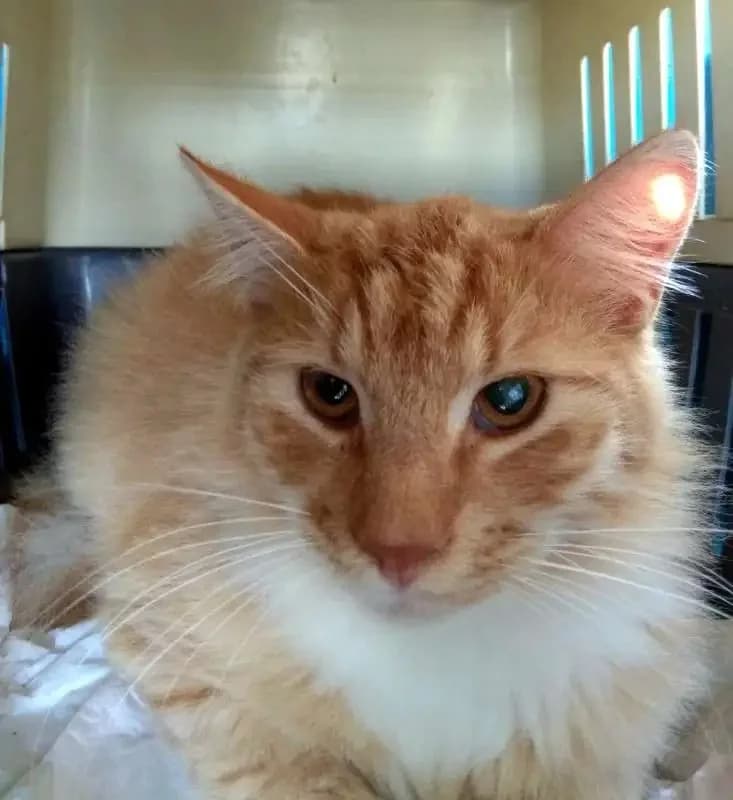 AGR&Oacute;TIS, male mixed breed for adoption at Cats at Andros e.V., Germany — photo 2 of 3