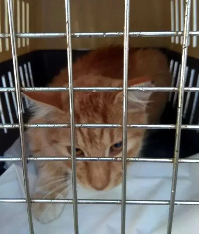 AGR&Oacute;TIS, male mixed breed for adoption at Cats at Andros e.V., Germany — photo 3 of 3