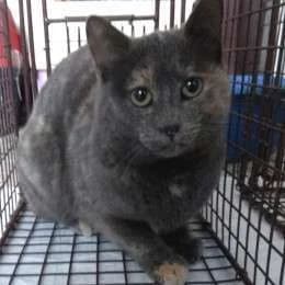 MAUSI, female 5yo mixed breed for adoption at Cats at Andros e.V., Germany