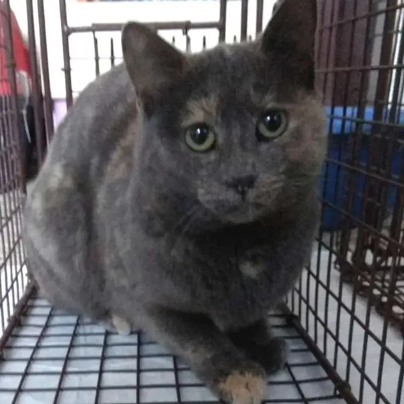 MAUSI, female mixed breed for adoption at Cats at Andros e.V., Germany — photo 2 of 4