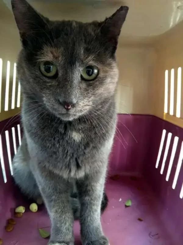 MAUSI, female mixed breed for adoption at Cats at Andros e.V., Germany — photo 3 of 4