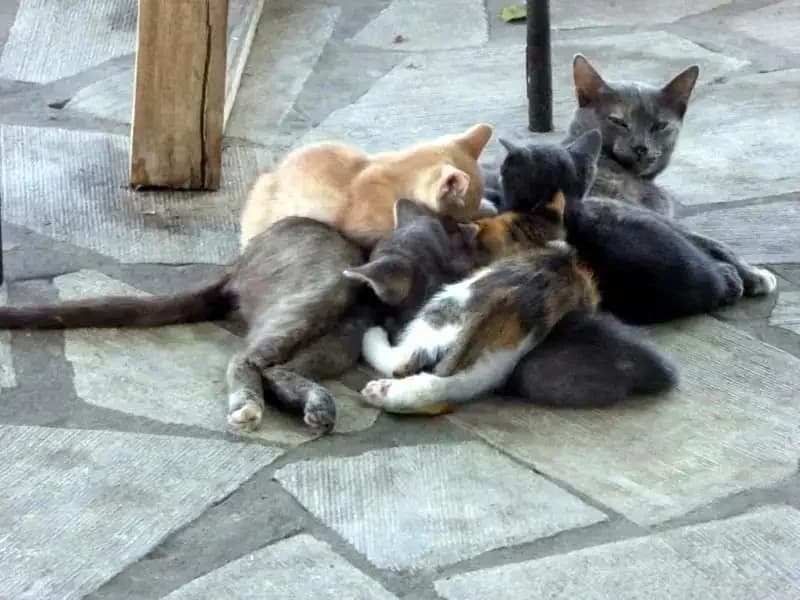 MAUSI, female mixed breed for adoption at Cats at Andros e.V., Germany — photo 4 of 4