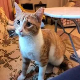 HERMAN, male 5yo mixed breed for adoption at Cats at Andros e.V., Germany