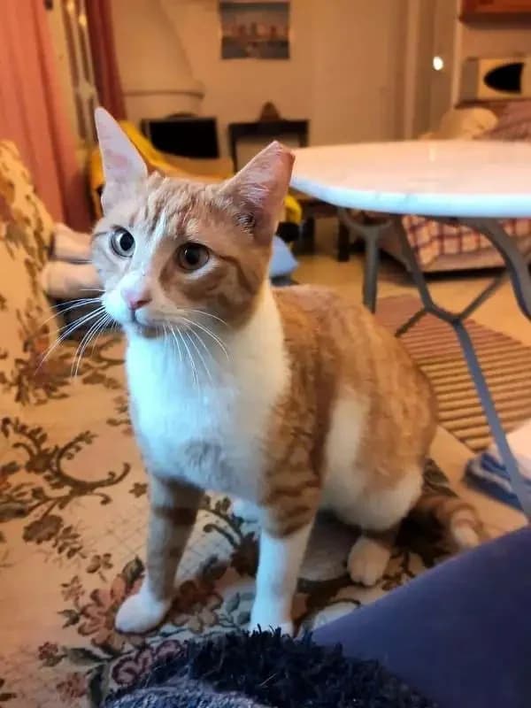 HERMAN, male mixed breed for adoption at Cats at Andros e.V., Germany — photo 2 of 4