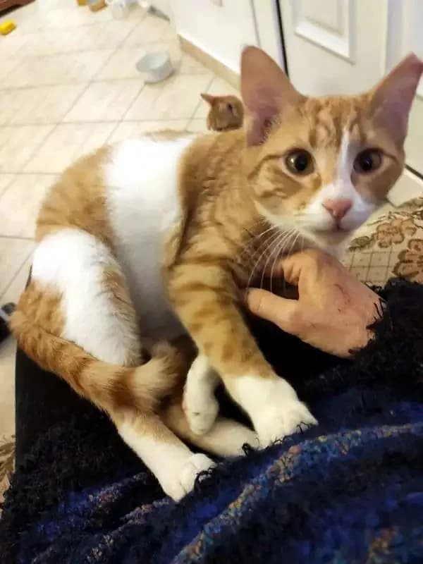 HERMAN, male mixed breed for adoption at Cats at Andros e.V., Germany — photo 3 of 4