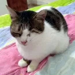 NASOS, male mixed breed for adoption at Cats at Andros e.V., Germany