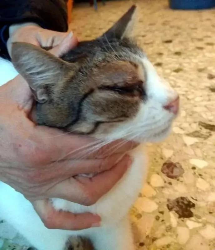 NASOS, male mixed breed for adoption at Cats at Andros e.V., Germany — photo 3 of 6